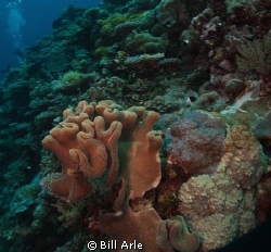 Coral Sea.  Canon G-10.  Ikelite housing, strobes and dome. by Bill Arle 